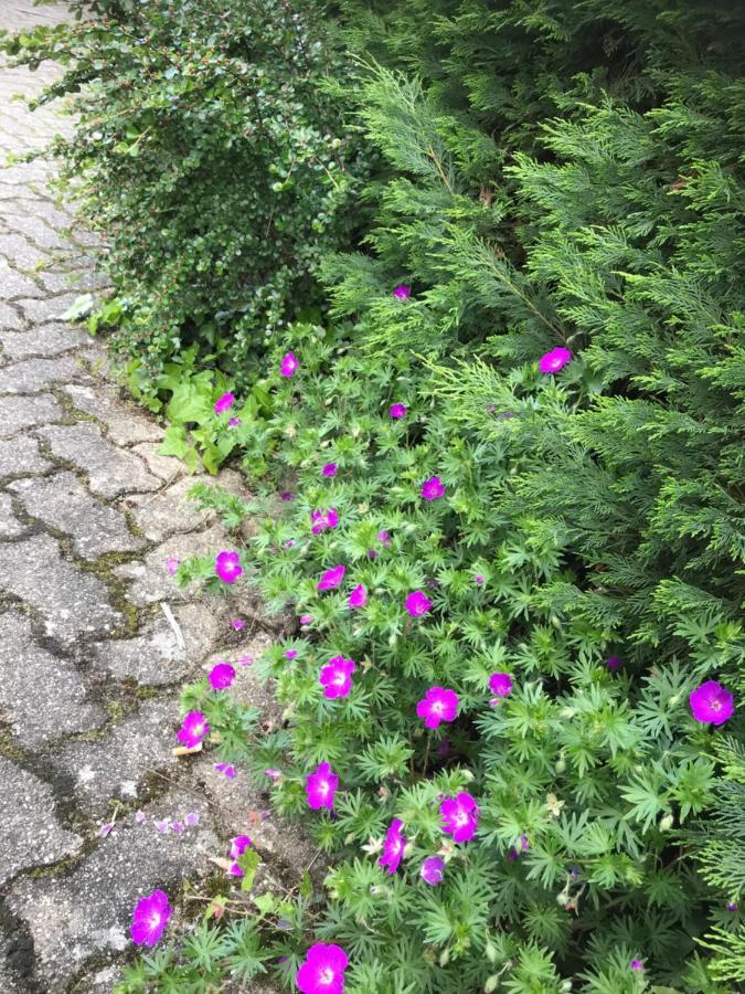 Appart Les Cerises Entre Strasbourg Et Haguenau Bischwiller Exterior photo